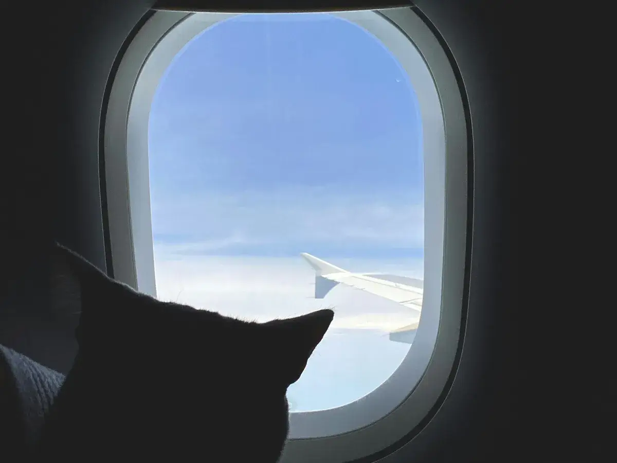 Cat in transit
